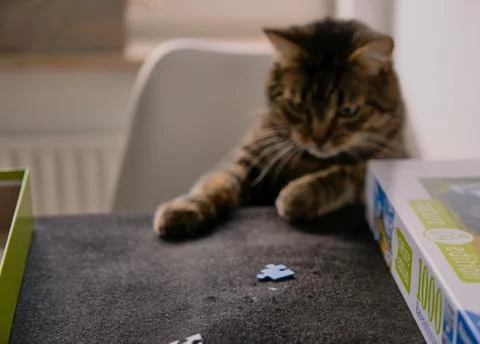 Cat playing with puzzle Stock Photos