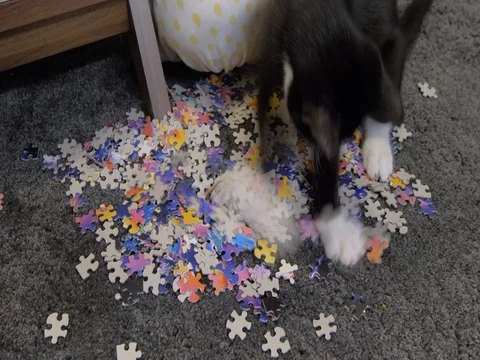 Cat playing in puzzle pieces Stock-Footage 80324044