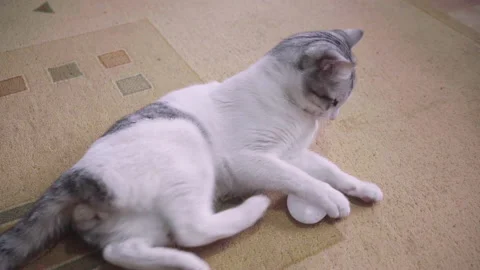 Cat playing with quartz or moonstone Stock Footage 238918578