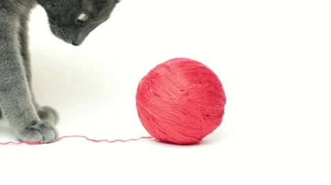 Cat playing with red ball on white background Stock Footage 21943809