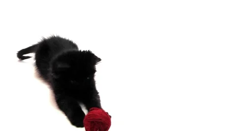 Cat playing with red clew Stock Footage 978739