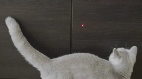 Cat Playing With Red Dot. Close-up. Wood Background. Stock Footage 96689203