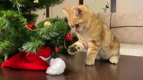 Cat playing with red gift box on Christmas tree Stock Footage 157981655