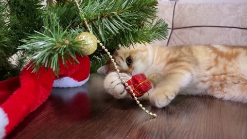 Cat playing with red gift box Stock Footage 163987819