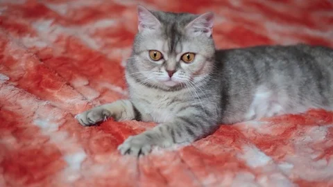 Cat playing on the red sofa 1 of 6 footage Stock Footage 84144179