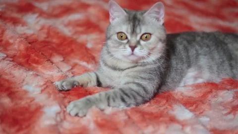 Cat playing on the red sofa 2 of 6 footage Stock Footage 84144124