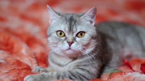 Cat playing on the red sofa 3 of 6 footage Stock Footage 84143098