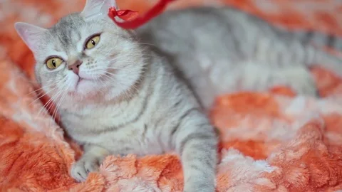 Cat playing on the red sofa 4 of 6 footage Stock Footage 84143062