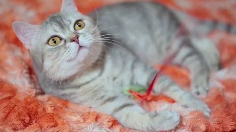Cat playing on the red sofa 5 of 6 footage Stock Footage 84143049