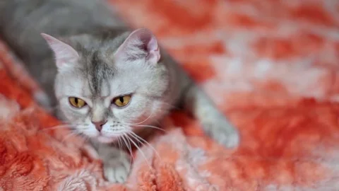 Cat playing on the red sofa 6 of 6 footage Stock Footage 84143025