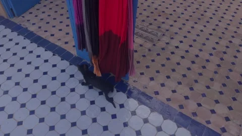 Cat playing with red woven Moroccan scarf on traditional blue mosaic tile floor Stock Footage 335932230