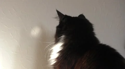 Cat playing with reflection Stock Footage 46000750