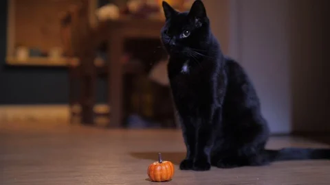 Cat Playing &amp; Relaxing Video stock 100032352