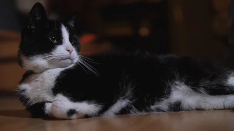 Cat Playing &amp; Relaxing Video stock 100032453