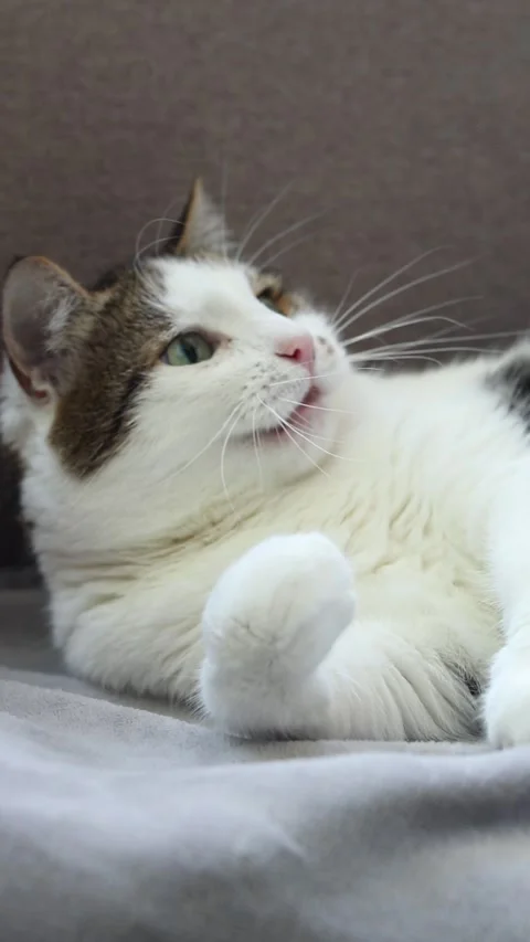 Cat playing with ringing toy lying on sofa. Domestic cat trying to catch toy Stock Footage 312559407