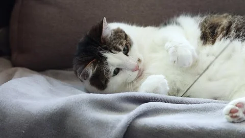 Cat playing with ringing toy lying on sofa. Domestic cat trying to catch toy Stock Footage 312559494