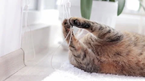 The cat is playing with roller blind ropes. Playful cat close-up Video stock 249738023