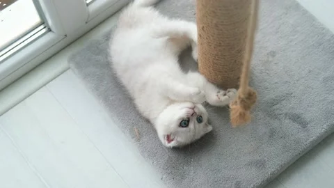 Cat playing with a rope on a cat scratch stand Stock Footage 201718353