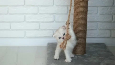 Cat playing with a rope on a cat scratch stand Stock Footage 227944465