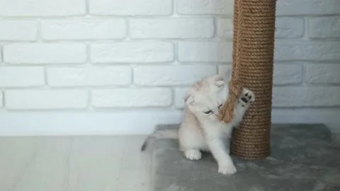 Cat playing with a rope on a cat scratch stand Stock Footage 227944550