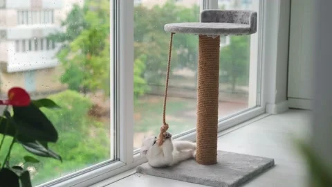 Cat playing with a rope on a cat scratch stand Stock Footage 233183183