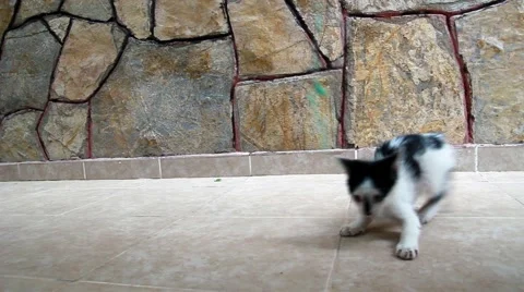 Cat Playing The Rope Vídeo Stock 55881608