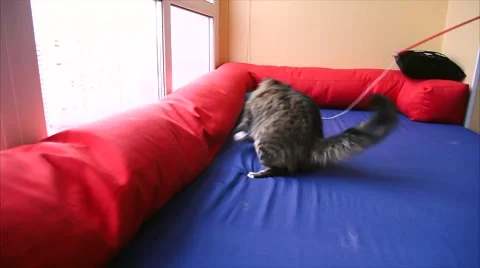 Cat Playing With Rope 스톡 동영상 60989304