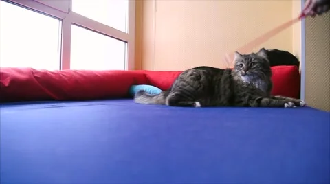 Cat Playing With Rope 動画素材 60989319