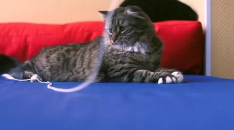 Cat Playing With Rope Stock Footage 60989690