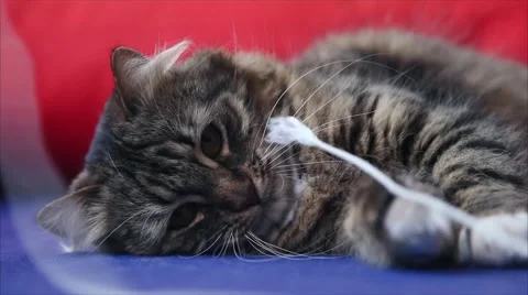 Cat Playing With Rope Vidéo 60989827