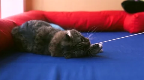 Cat Playing With Rope 스톡 동영상 60995755