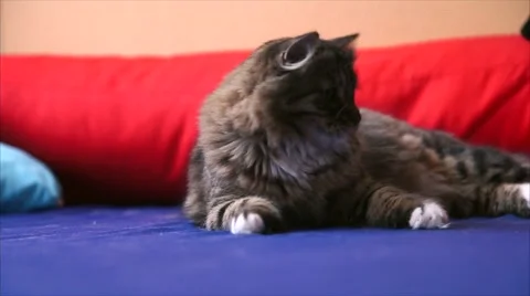 Cat Playing With Rope Stock Footage 60995877