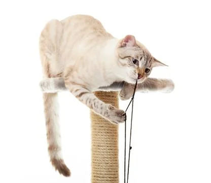Cat playing with a rope. 스톡 사진