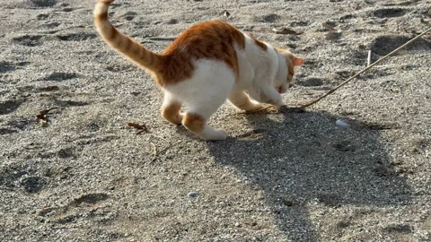 Cat playing on sandy beach with rope toy, casting shadow on gritty surface .. Video stock 336208301