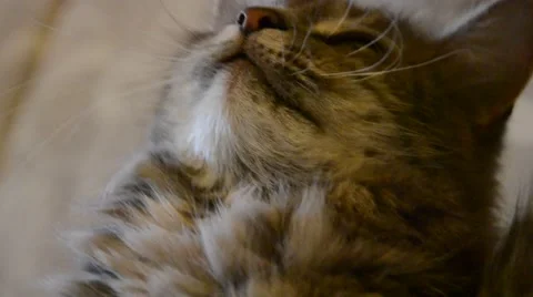 Cat playing with a skein on the couch Stock Footage 52607103