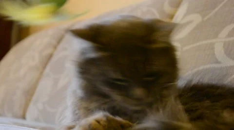 Cat playing with a skein on the couch Stock Footage 52634049