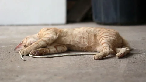 Cat playing a snake on the floor. Stock Footage 103350551