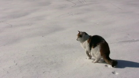Cat playing in the snow Stock Footage 650478