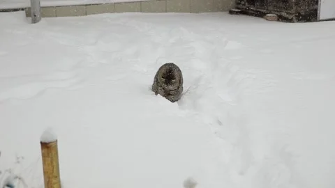 Cat playing with snow in the yard. Vídeos de archivo 134593131