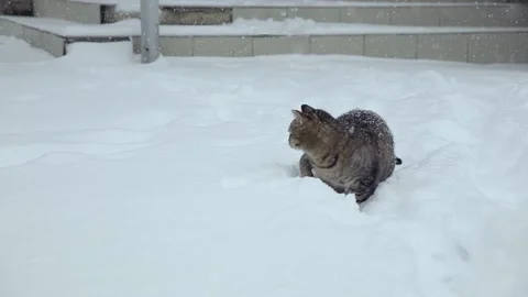 Cat playing with snow in the yard. Vídeos de archivo 134715852