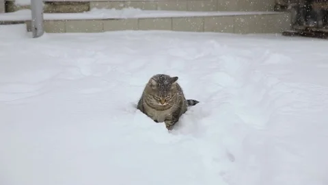Cat playing with snow in the yard. Stock Footage 135227608