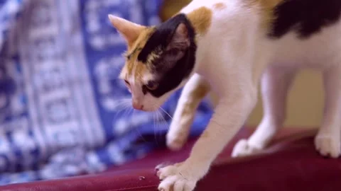 Cat playing with sofa Stock Footage 242433121