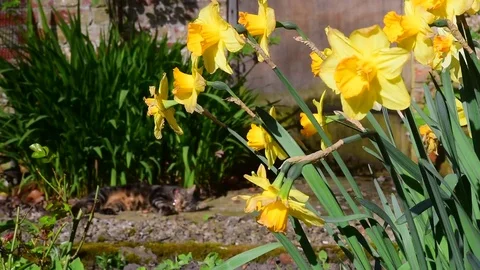Cat playing in spring sunshine Stock Footage 74236181