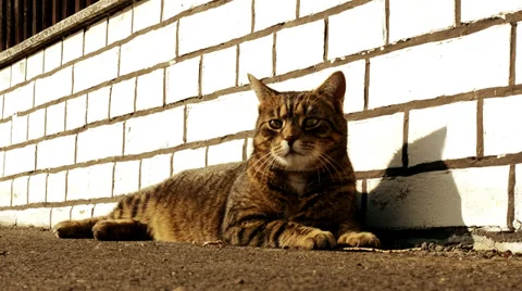 Cat playing on the street in sunset Stock-Footage 35549595