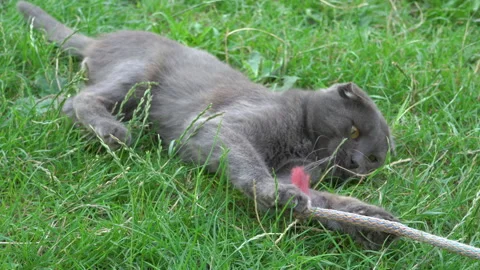 The cat is playing with a string Stock Footage 228851263