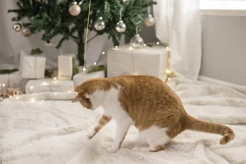 Cat playing with a string in front of a Christmas Tree Stock Photos