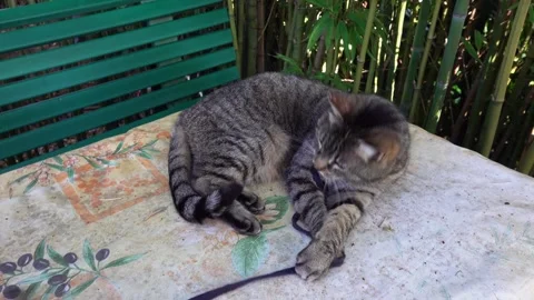 A cat is playing with a string in a garden Stock Footage 331160404