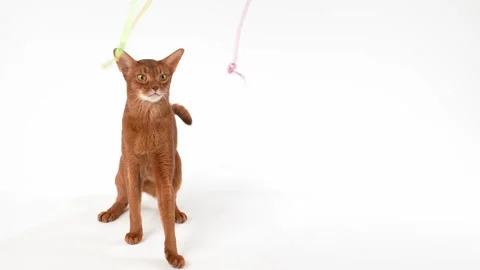 Cat playing with string held by hand 库存影片 325037523