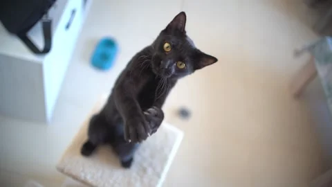 Cat playing with string at home in slow motion Video stock 254797876