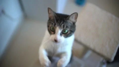 Cat playing with string at home in slow motion Stock-Footage 254797985